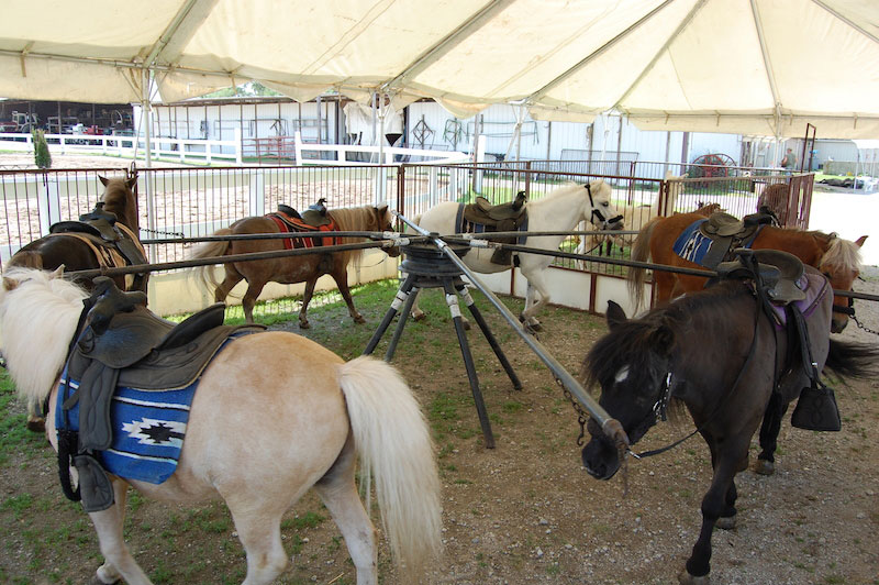 Pony Rentals | Pony Rentals | Forest View Farms, horseback ...